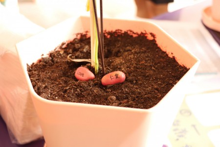 Beans planting activity